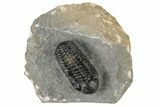 Detailed Austerops Trilobite - Visible Eye Facets #189882-6